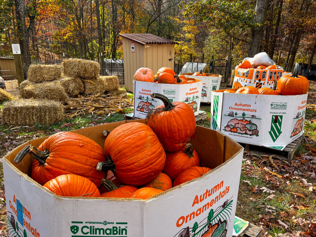 Pallets full of pumpkin donated by the White House