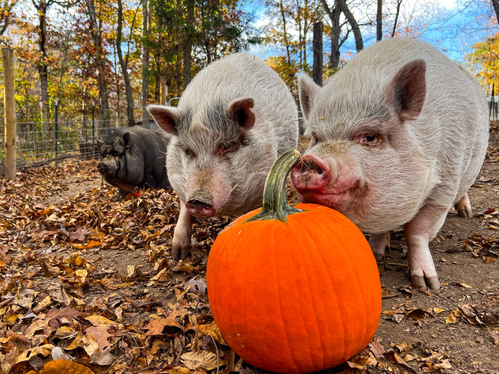 Pigs looking at a pumpkin at Piggins and Banks