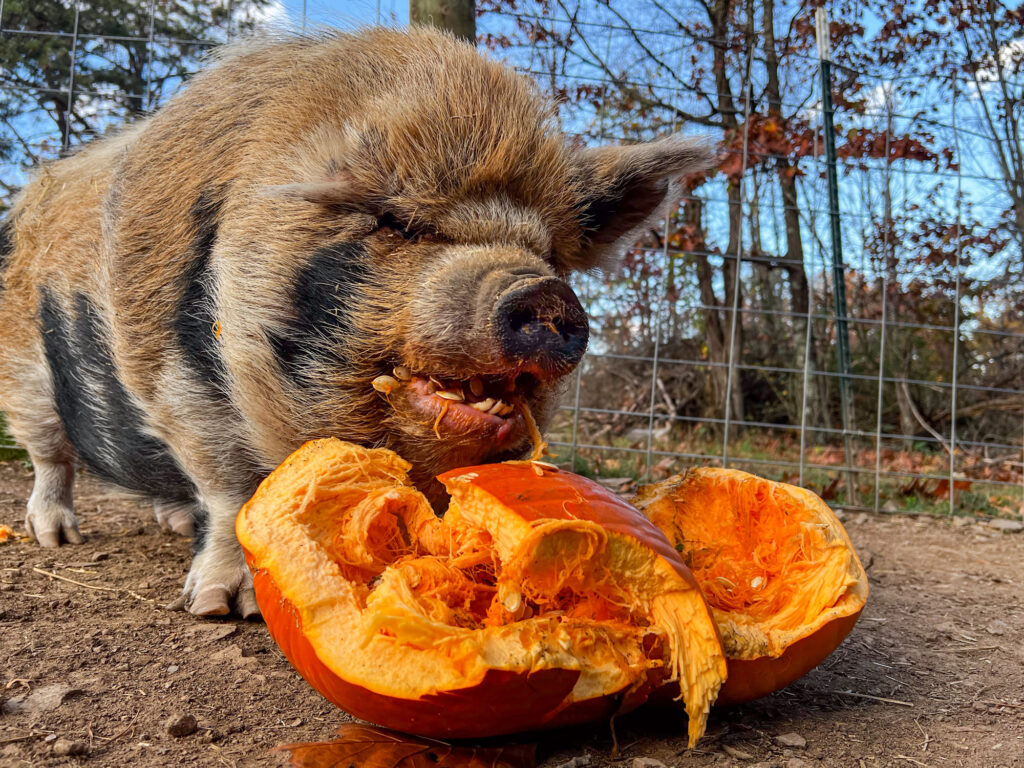 Sally the pig eating a pumpkin at Piggins and Banks