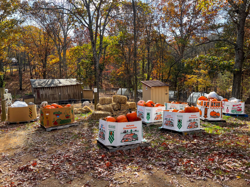 Pallets full of pumpkin donated by the White House