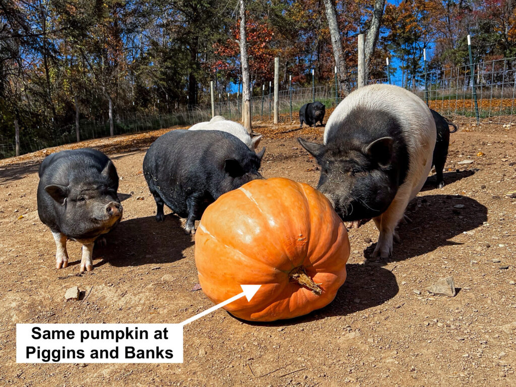 Pigs at Piggins and Banks looking at a pumpkin donated by the White House
