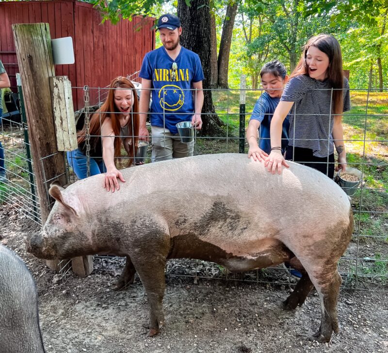 piggins and banks tour photo petting big pig