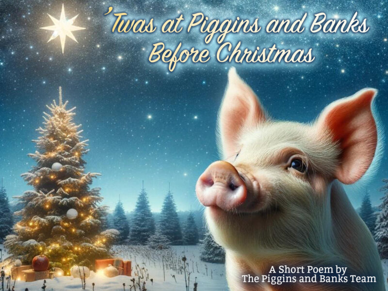 Pig looking at Christmas tree and star