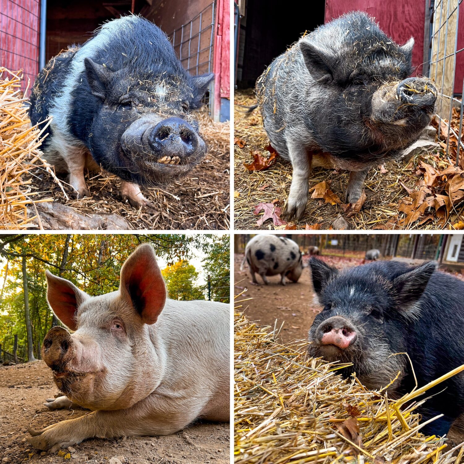 pigs rescued in 2023