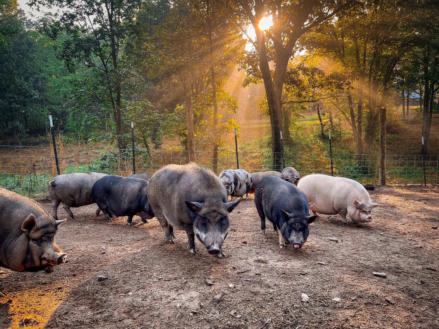 Pigs at Piggins and Banks Pig Sanctuary Rescue
