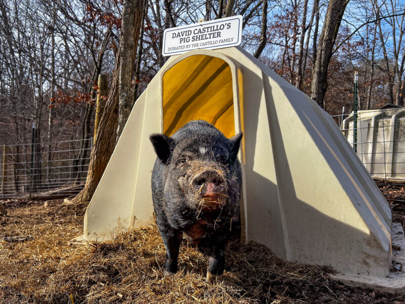 pig in pig shelter at piggins and banks