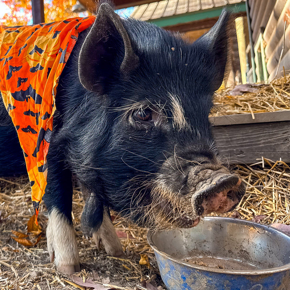 photo of columbo the pig