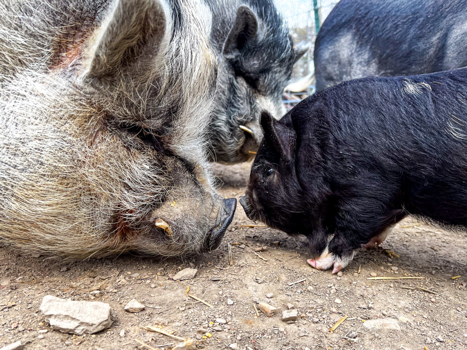 Jimmy the pig says hello to Columbo the piglet.