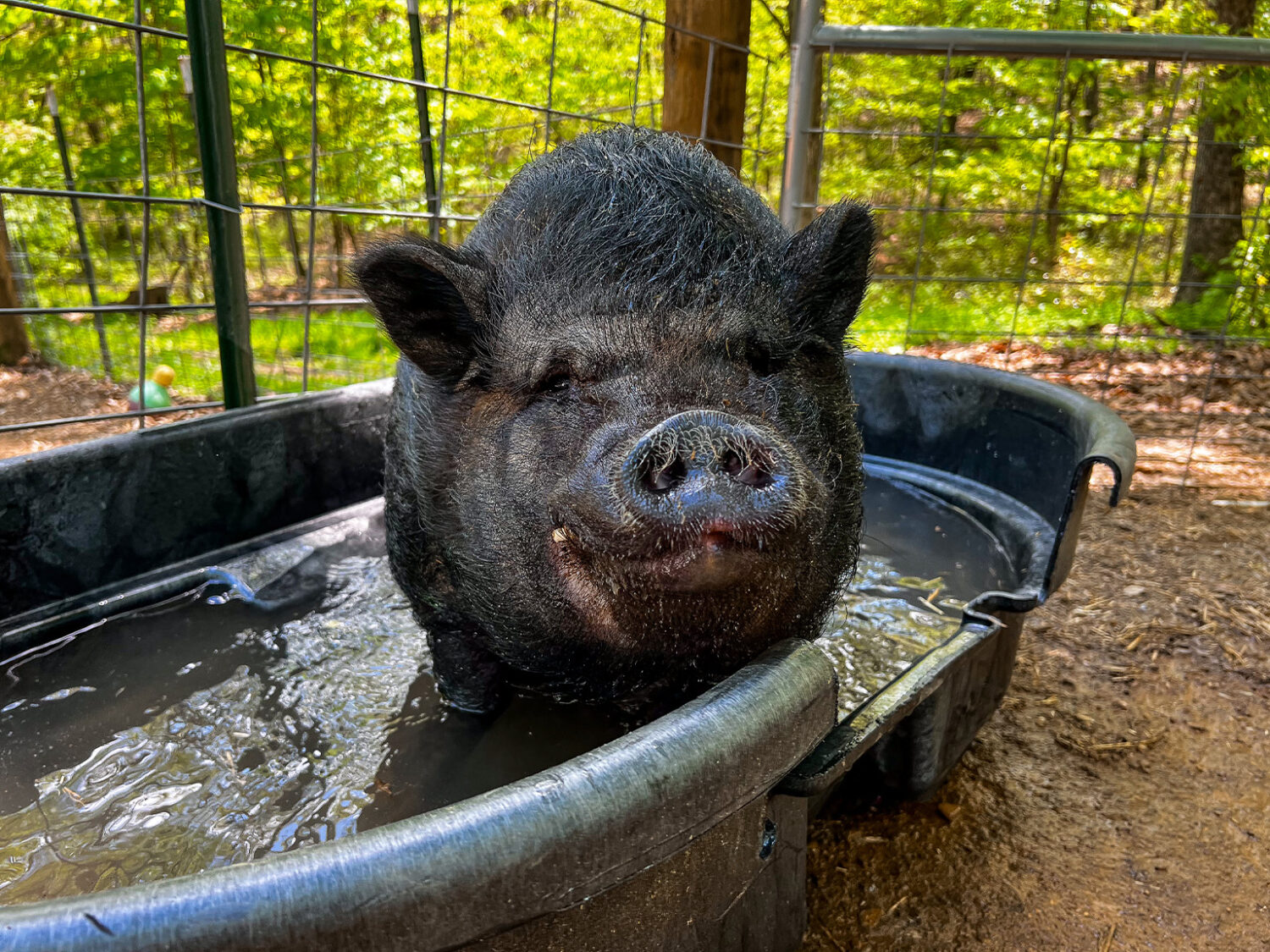 pig in water pool