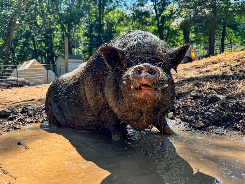 happy pig in the mud
