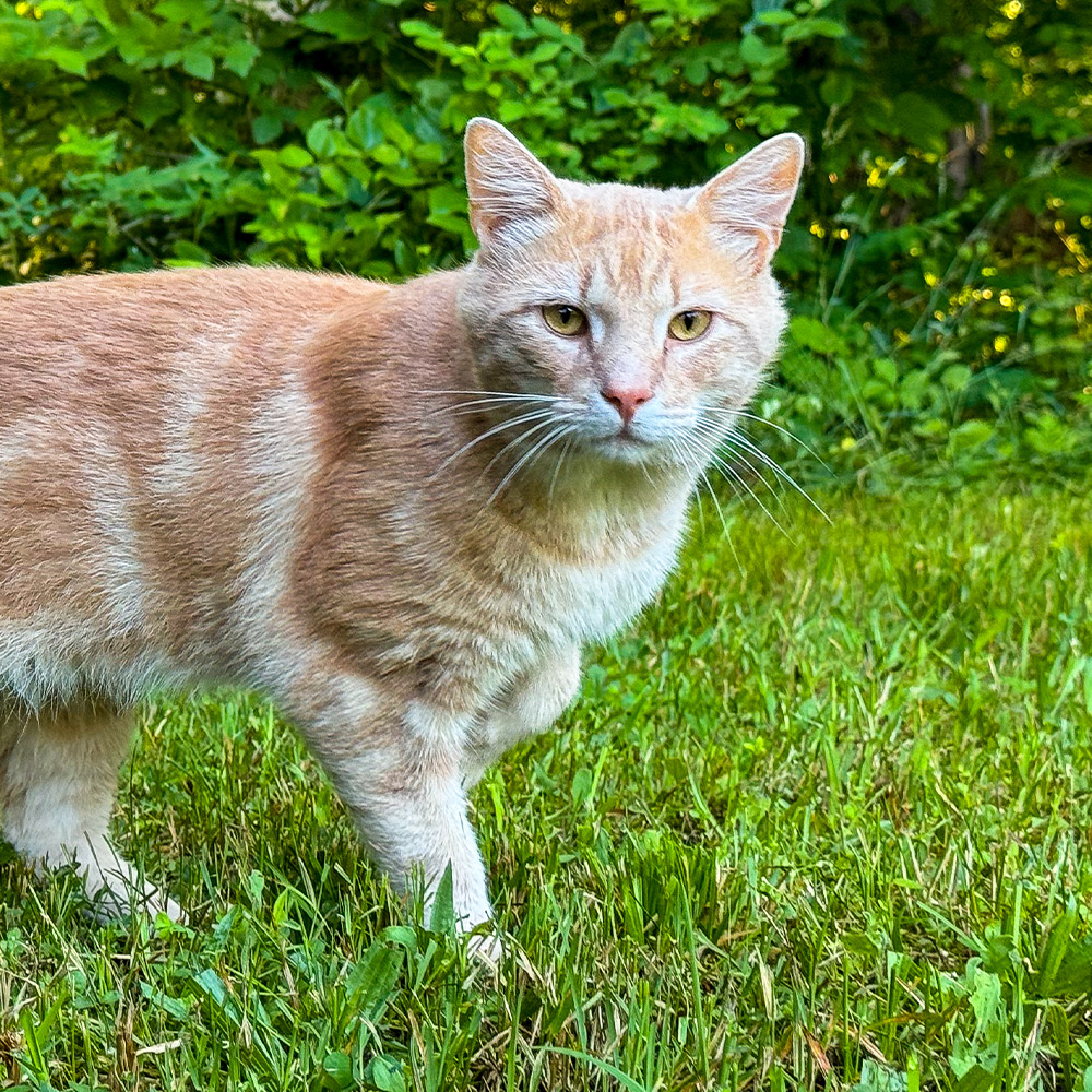 weasley orange cat