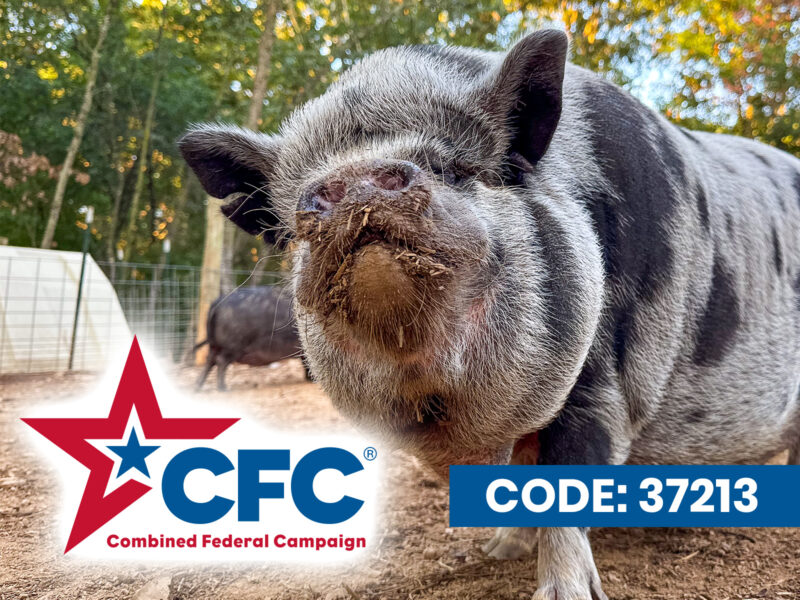 Pig looking ahead with CFC logo