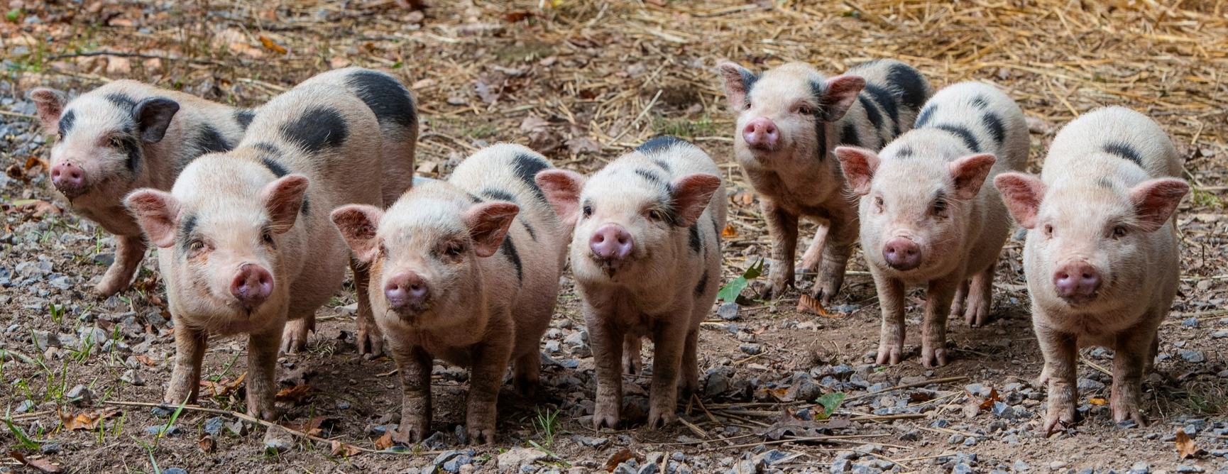 seven piglets facing forward