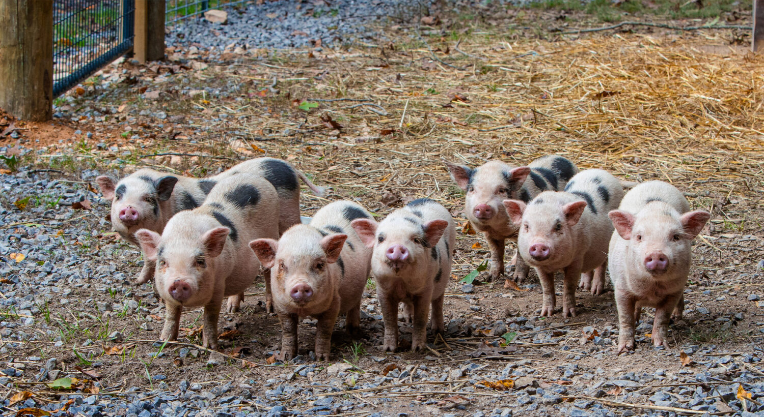 seven piglets facing forward