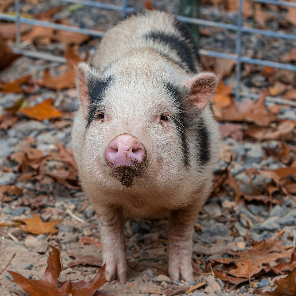 Photo of Bashful the Pig