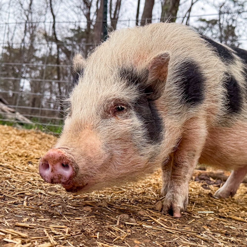 bashful the pig
