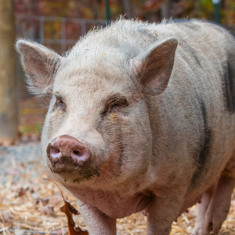 photo of shannon the pig