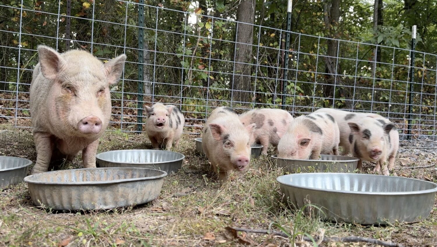 Mother pig and her piglets eating.