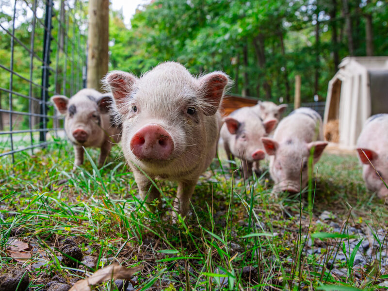 group of piglets facing forward happy