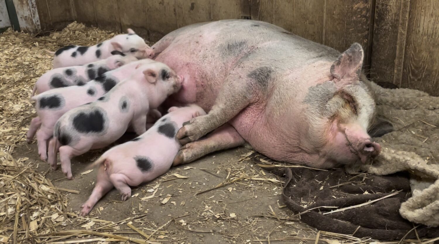 mother pig nursing her piglets