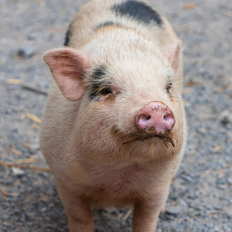 photo of alex my RA the pig