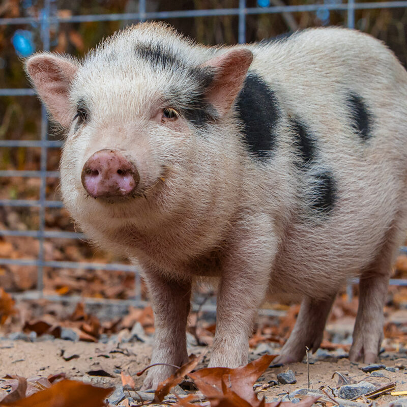 photo of Ambrus the pig