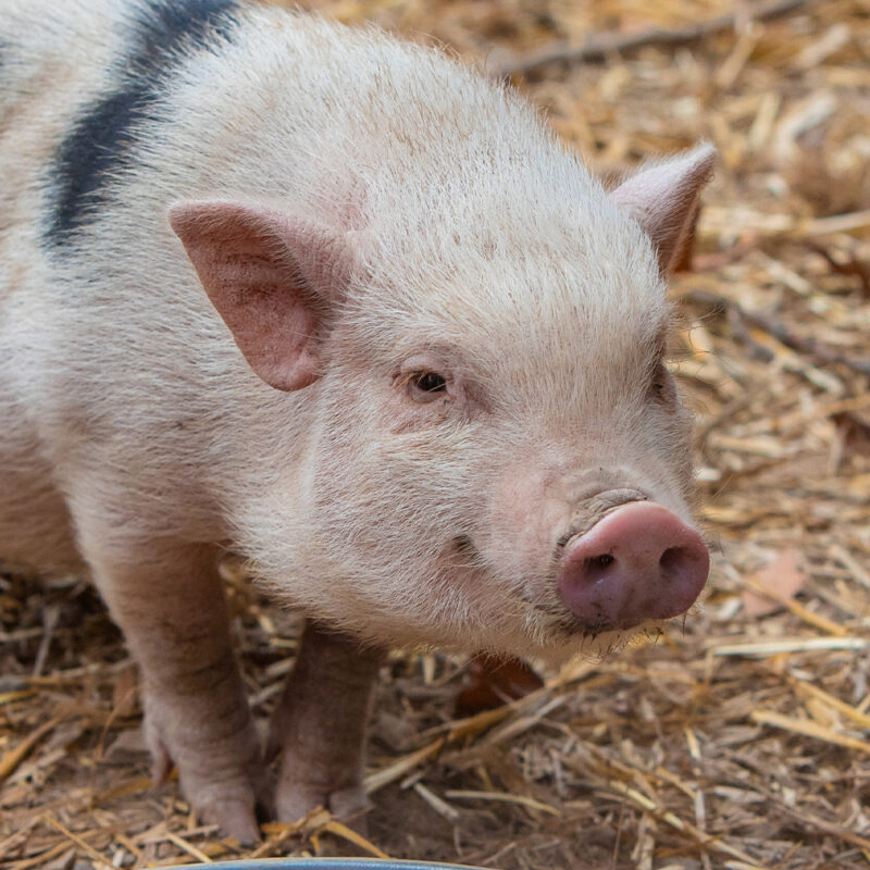 photo of persimmon the pig