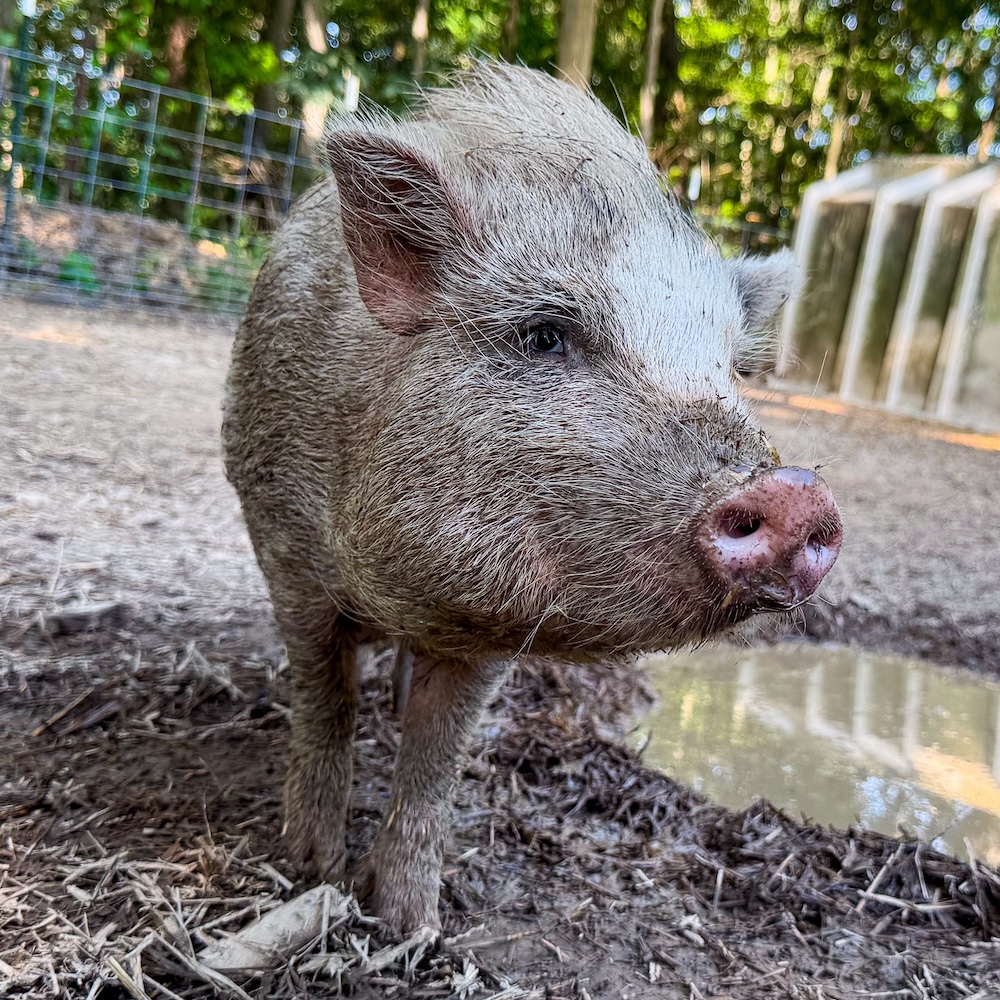 ambrus the pig