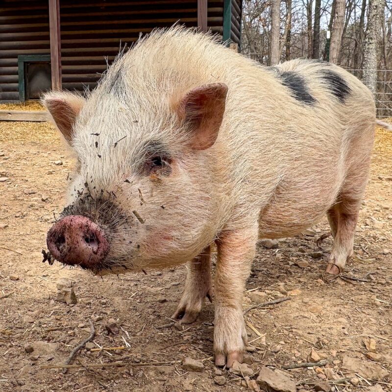 shazza the pig
