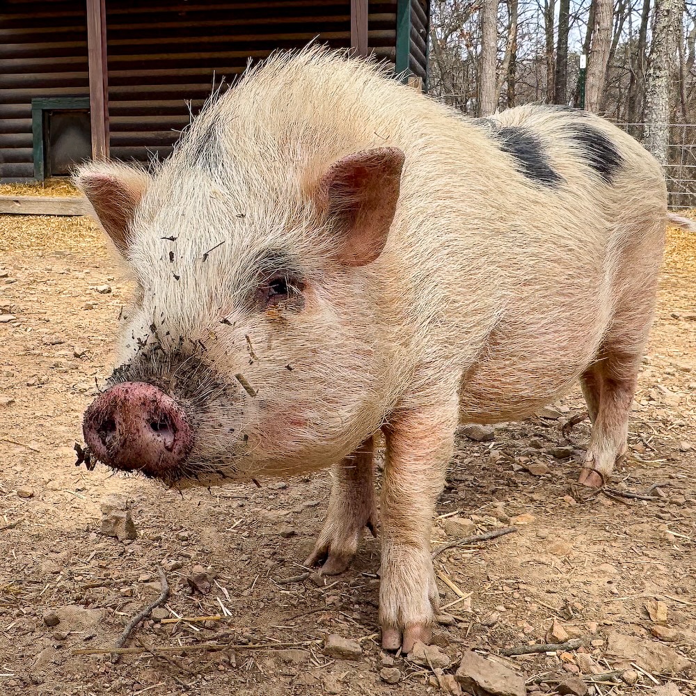 shazza the pig