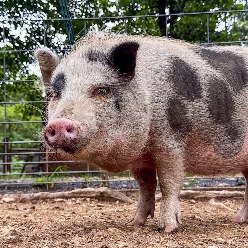 hermione the pig