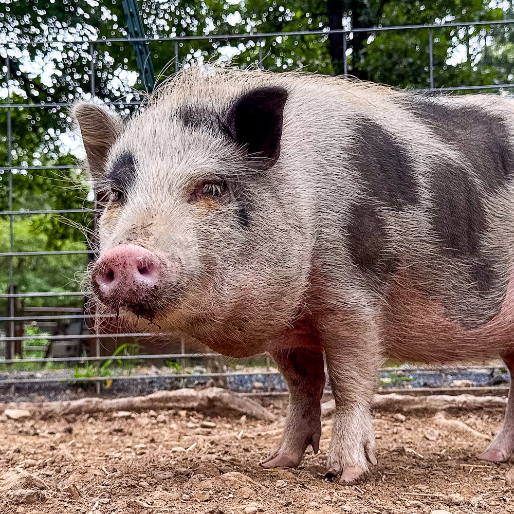 hermione the pig