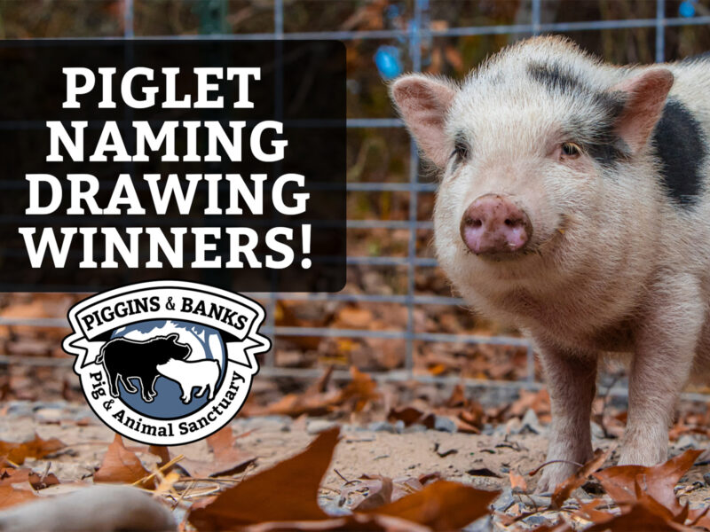 piglet naming contest winners graphic