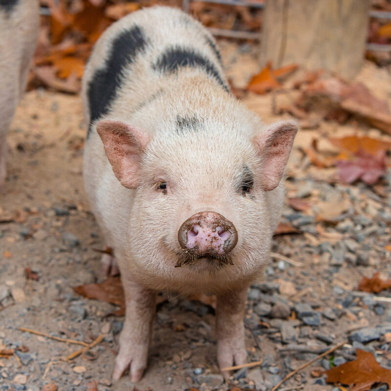 photo of Shazza the pig