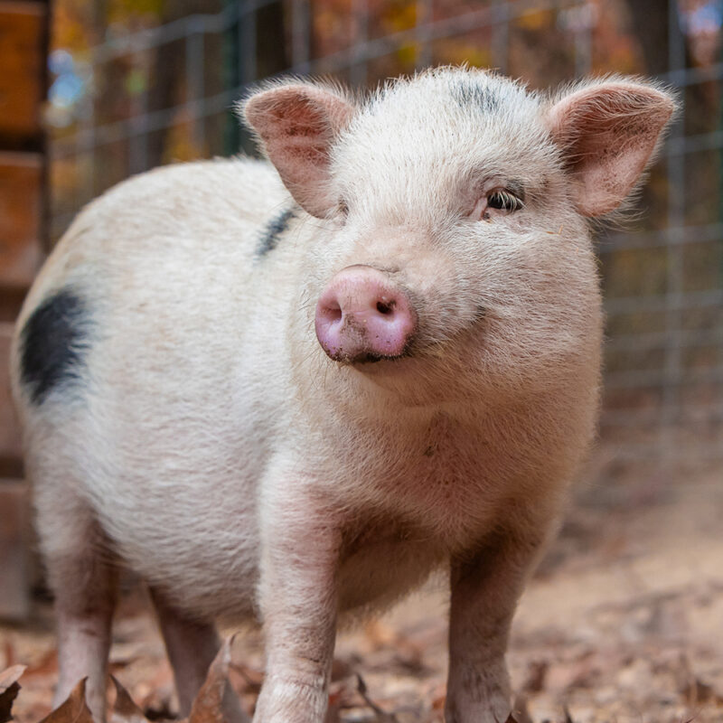 photo of Tracy the pig