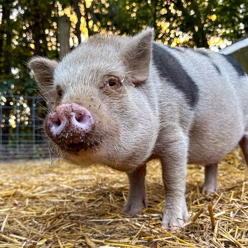 persimmon the pig