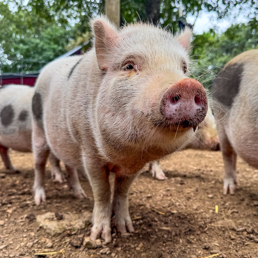 tracy the pig