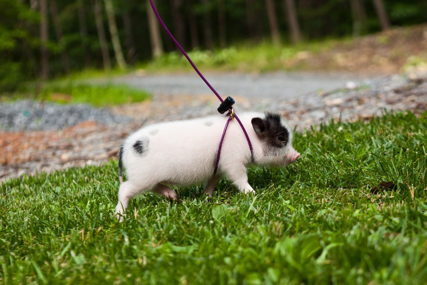 photo of rosie the piglet on a leash taken during 2011