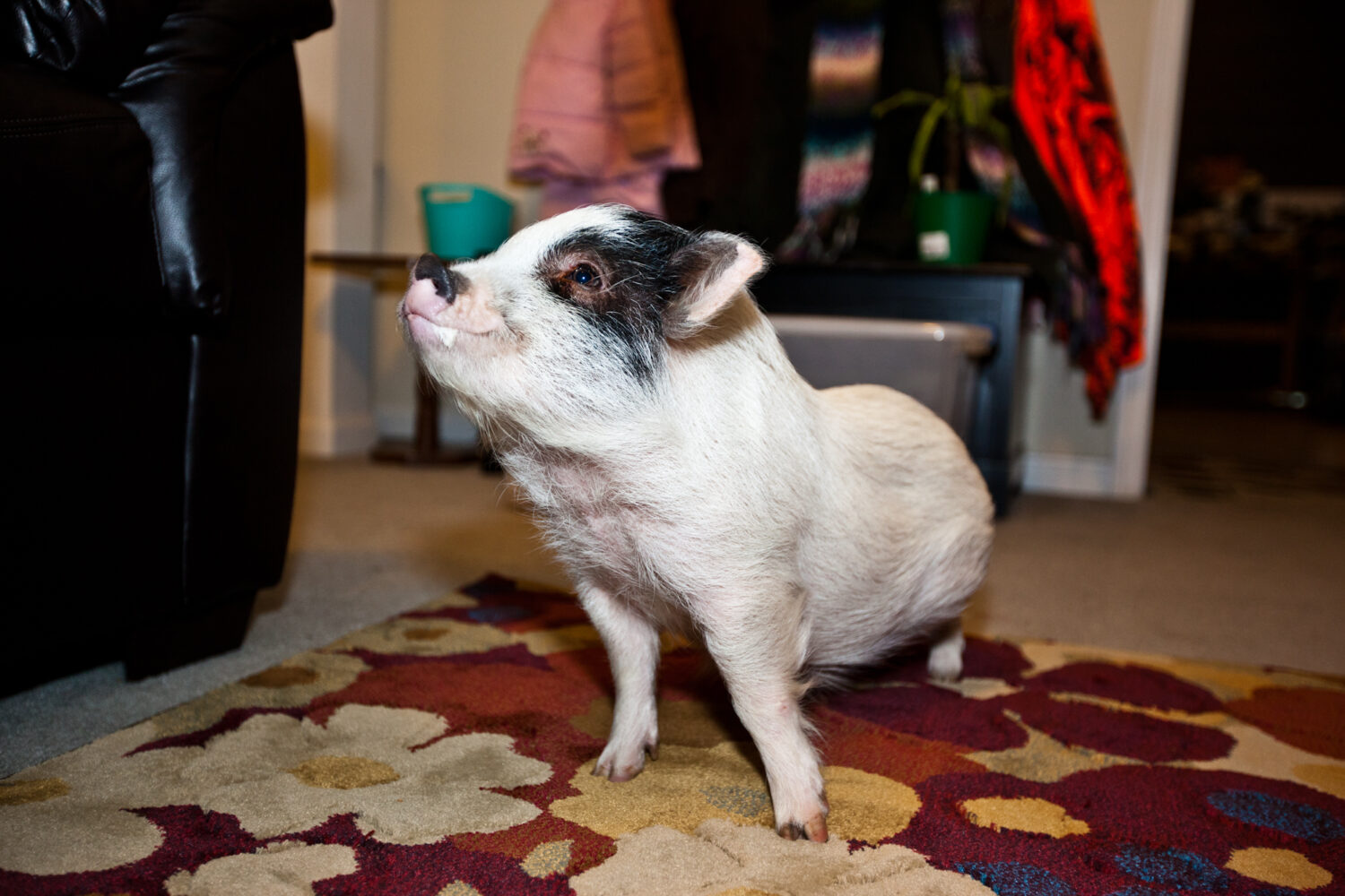 Photo of rosie the pig in a basement.