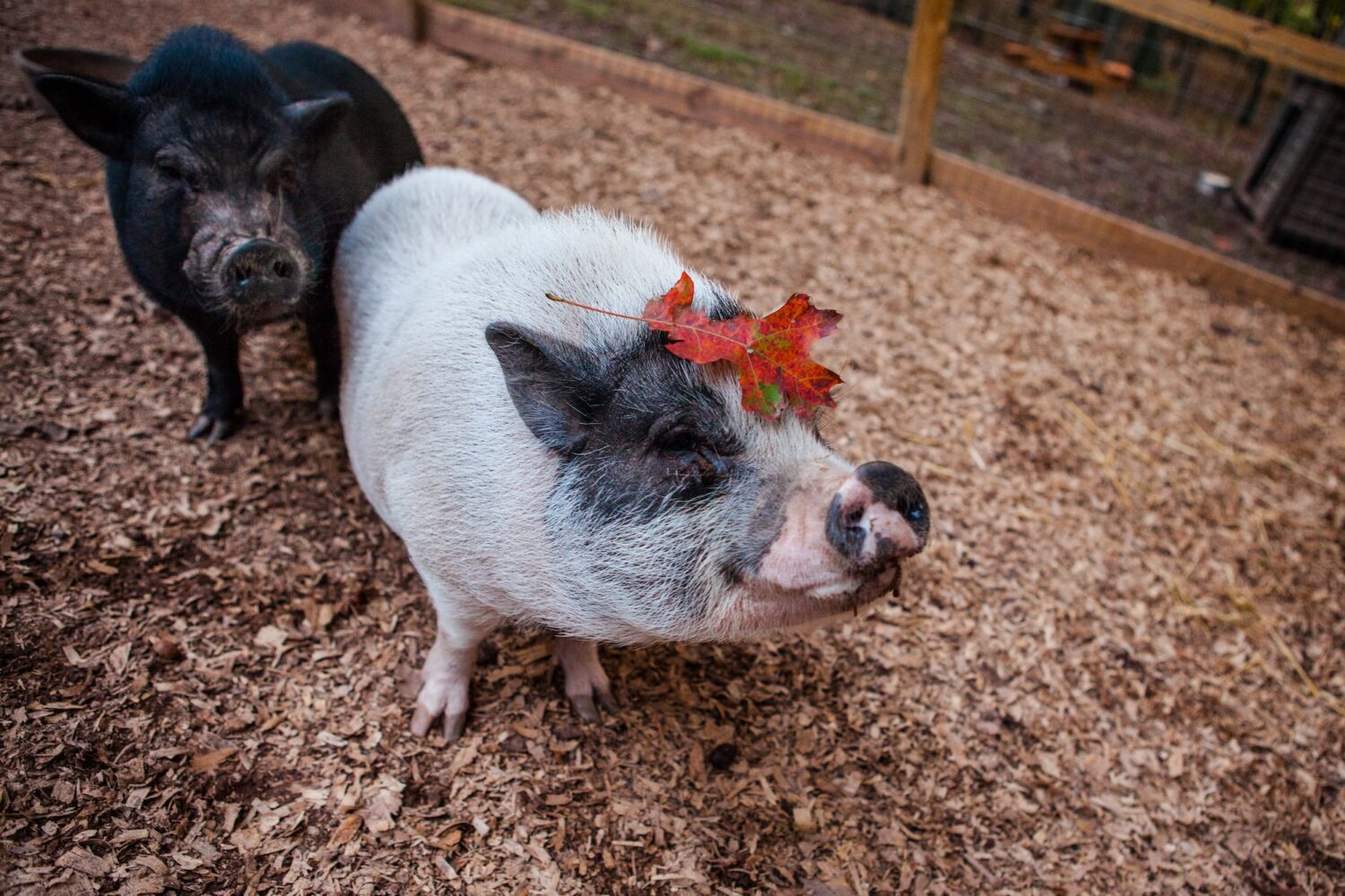 Photo of tuck the pig and rosie the pig outside in 2014.