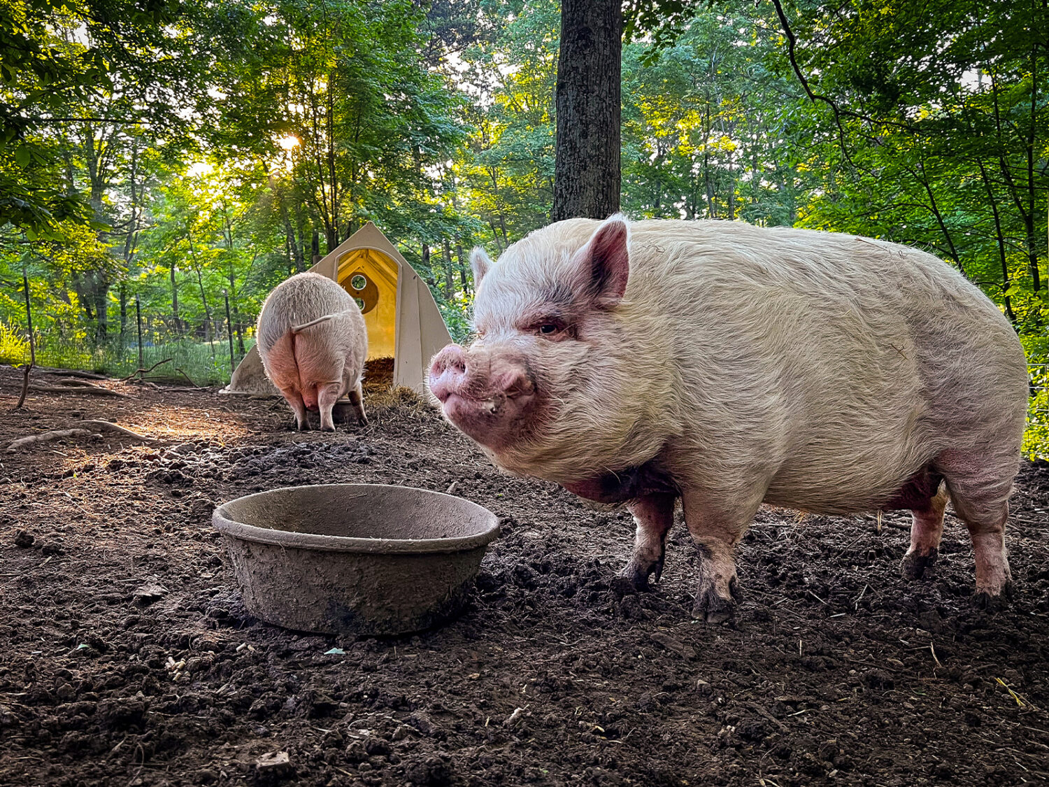 photo of rescue pig at piggins and banks