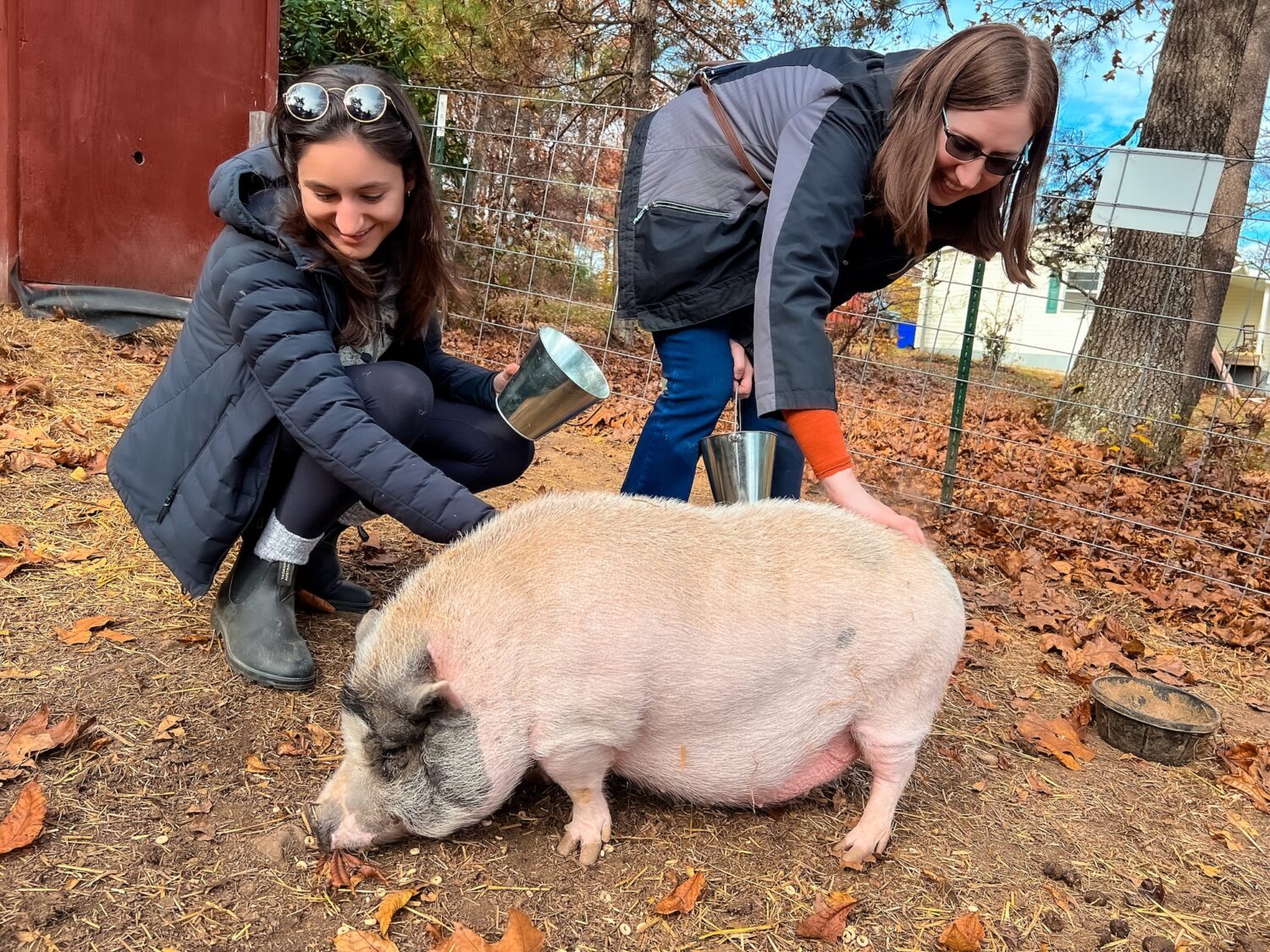 Photo of two tour visitors petting Rosie the pig