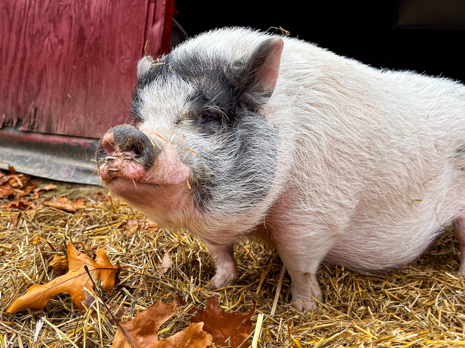 photo of rosie the pig