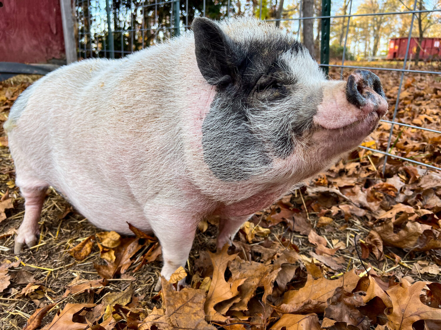 Photo of rosie the pig smiling and happy