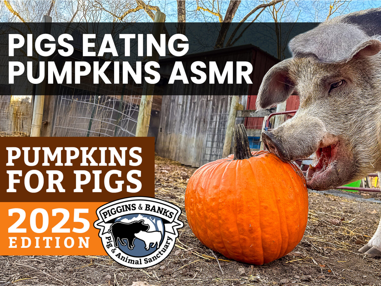 a pig eating a pumpkin with the words pigs eating pumpkins asmr