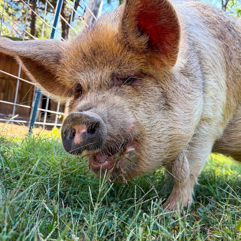 a cute brown and white kune kune pig