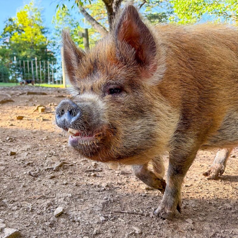 a cute kune kune pig named Jerry