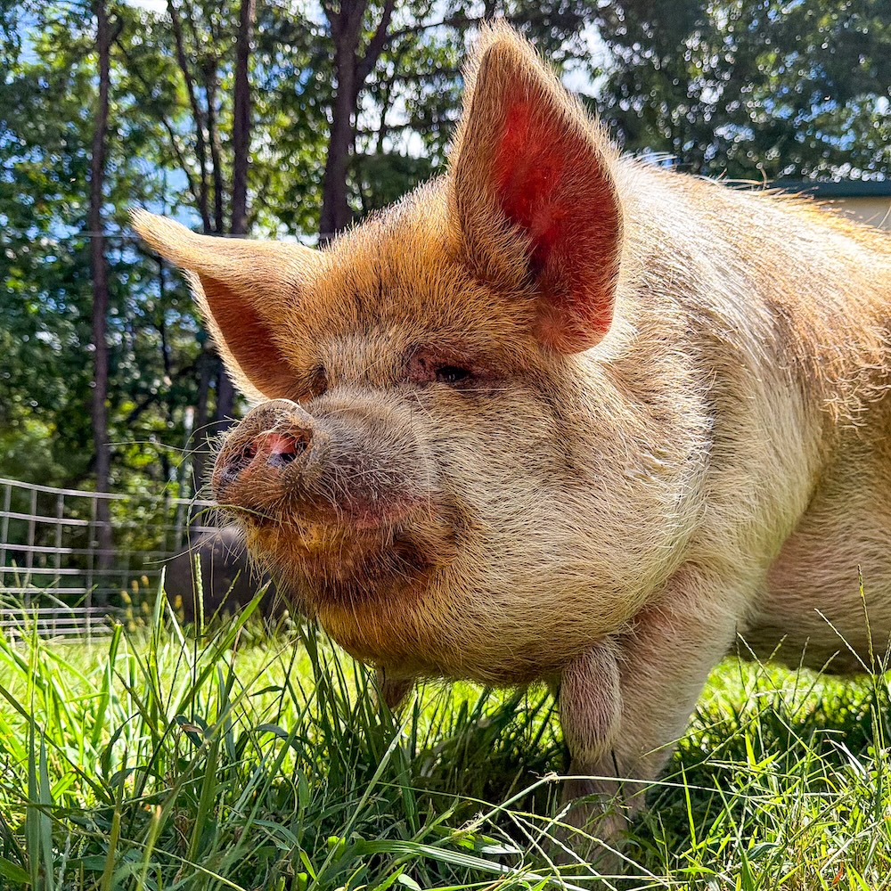 a cute kune kune pig named Moby